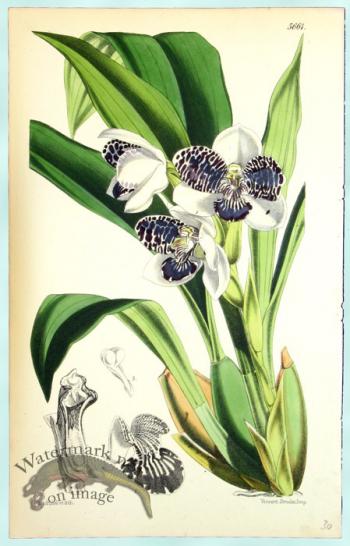 Curtis Orchids 33